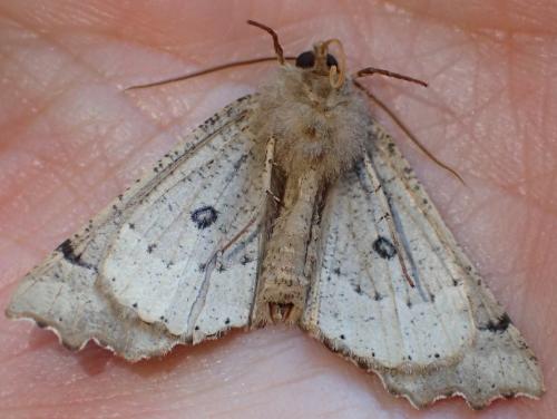 Réf. 314 319 : Odontopera bidentata